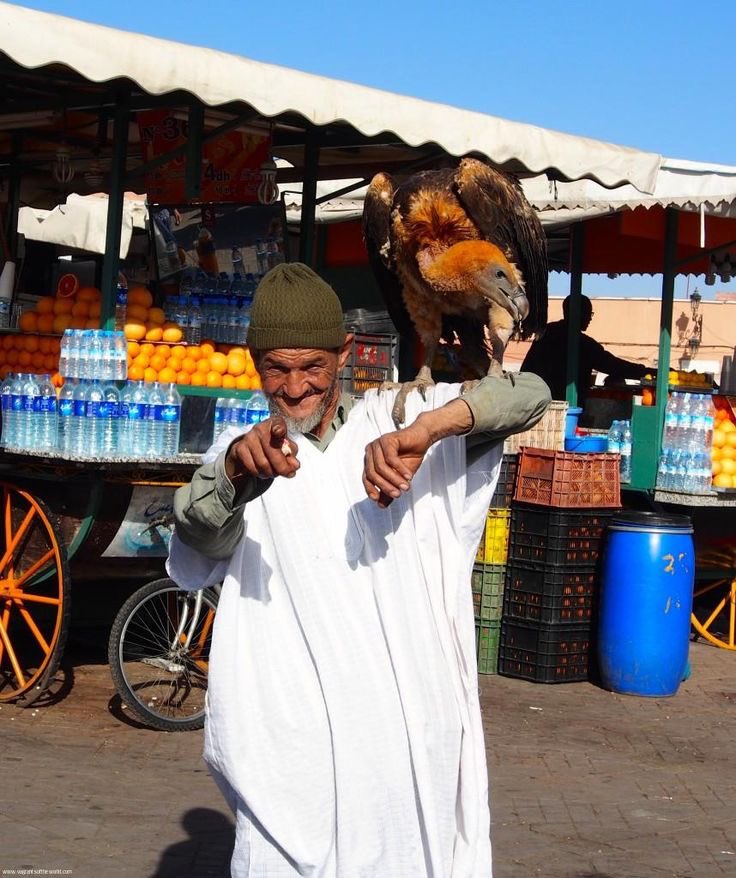 marrakechalfday's tweet photo. Not all heroes wear capes. Some wear djellabas and carry eagles. 🦅🕊️ #MoroccanSoul https://t.co/PNUjq7jr0h