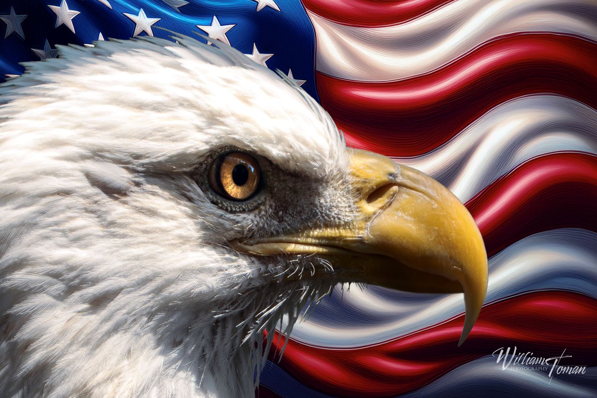 Toman22Toman's tweet photo. 🦅 American Strength
A bald eagle against the stars and stripes—a symbol of freedom and resilience.
📷: William Toman
#BaldEagle #AmericanPride #Freedom #WildlifePhotography #Patriotism #FreedomStrong #USA #WildAndFree #NaturePhotography #AmericaTheBeautiful #Conservation https://t.co/Ml6qLUYPyv