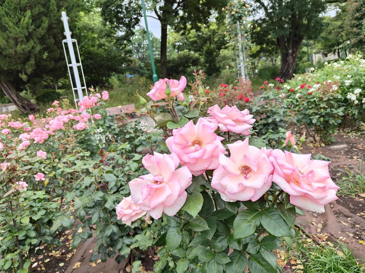 pinkrosebelle's tweet photo. (⁠✿⁠ ⁠♡⁠‿⁠♡⁠)🌹💞ℒℴѵℯ💞
#BeautifulRoses🌹💖
A large park with a mix of Japanese and Western styles, combining a French🇨🇵💙🤍❤️style🌹garden and a Japanese🇯🇵style garden🌹🪻
Tsuruma Park💖
#鶴舞公園🩷
Nagoya City🏙️
#Beautifulpost💗 https://t.co/nuA4bNU20N