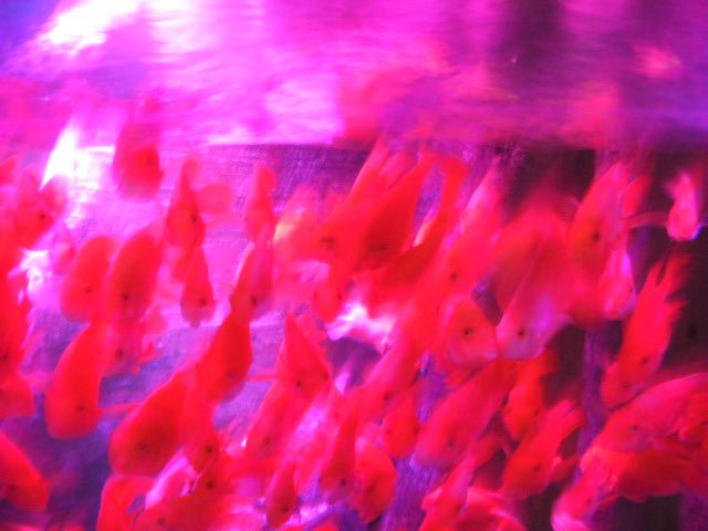 「あさ」 (@acahoshi) on Twitter photo 
