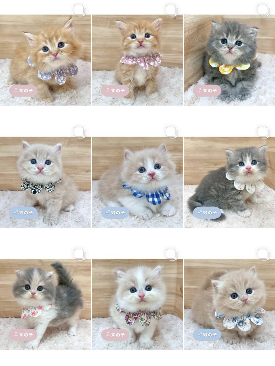 ð«§ æç¥ã®ç«ã¡ããå°éïŸïŸïŸïœ°ïŸïŸïœ° ð«§ (æ ª)LEGARE (@legaremeow) on Twitter photo ããã«ã¡ã¯ðð¿
ã
€
â«ïžInstagramïŒåç«ã¡ããäžèЧïŒ
â«ïžã¿ããªã®åç«ããªãŒããŒ
ã
€
æŽæ°ããŸããâ
ã
€
ãããããããã£ãŒã«ã®ãªã³ã¯ããã¢ã¯ã»ã¹ãã§ããŸãã®ã§ïœ€ãã²ã確èªãã ããð±*
#ç«å¥œããããšç¹ãããã
#ç« #ãã
#ç«ã®ããæ®ãã ããã«ã¡ã¯ðð¿
ã
€
â«ïžInstagramïŒåç«ã¡ããäžèЧïŒ
â«ïžã¿ããªã®åç«ããªãŒããŒ
ã
€
æŽæ°ããŸããâ
ã
€
ãããããããã£ãŒã«ã®ãªã³ã¯ããã¢ã¯ã»ã¹ãã§ããŸãã®ã§ïœ€ãã²ã確èªãã ããð±*
#ç«å¥œããããšç¹ãããã
#ç« #ãã
#ç«ã®ããæ®ãã