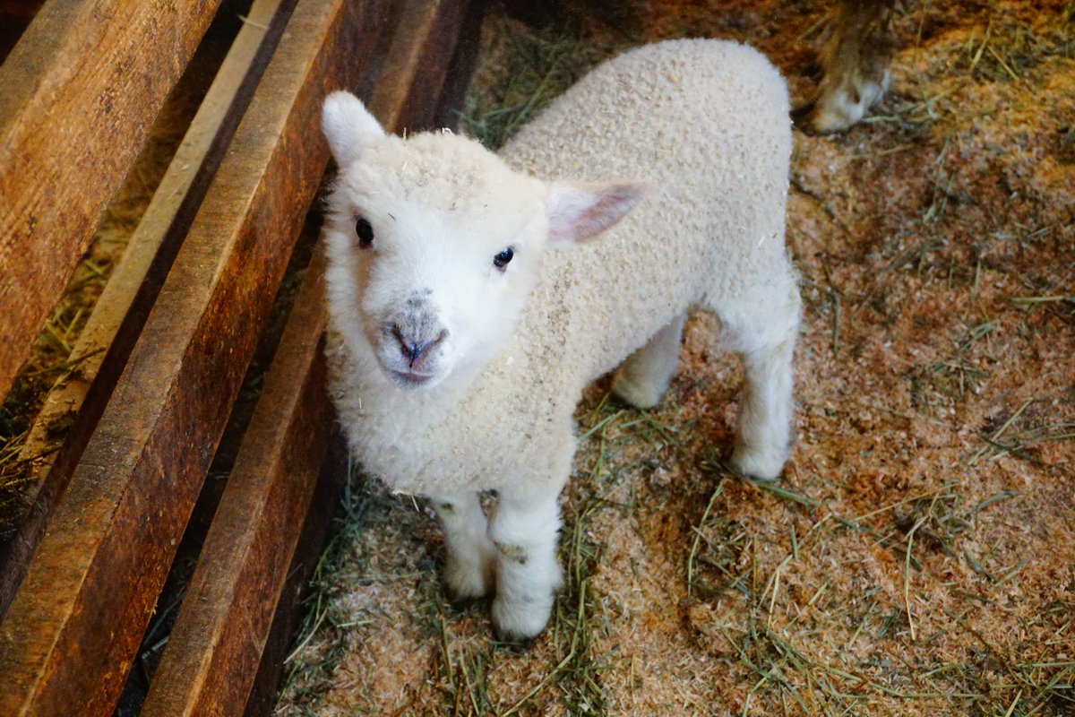 ヒツジノ/一日一羊🐏 (@ptarmigan0606) on Twitter photo 