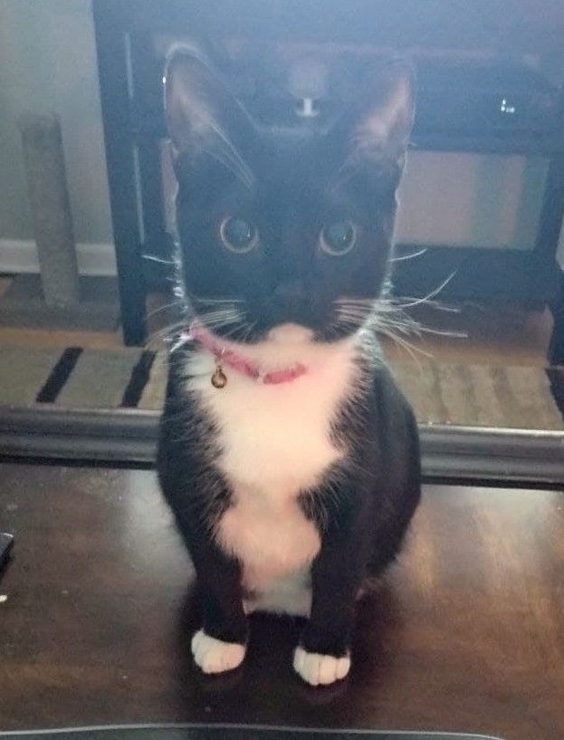 @gideonscorral.bsky.social Furnal Equinox 2026 tweet media