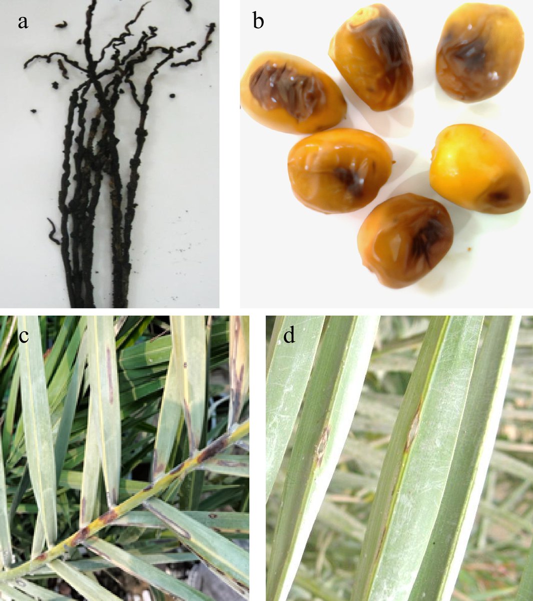EcologicalAR's tweet image. #SIF #PlantPathology  #FungalPathogen #Symptoms #DiseaseManagement #DatePalm
@MaximumAcademic @BasraUniversity
A review focuses on Alternaria alternata: the most common pathogen on date palm.
Details: maxapress.com/article/doi/10…