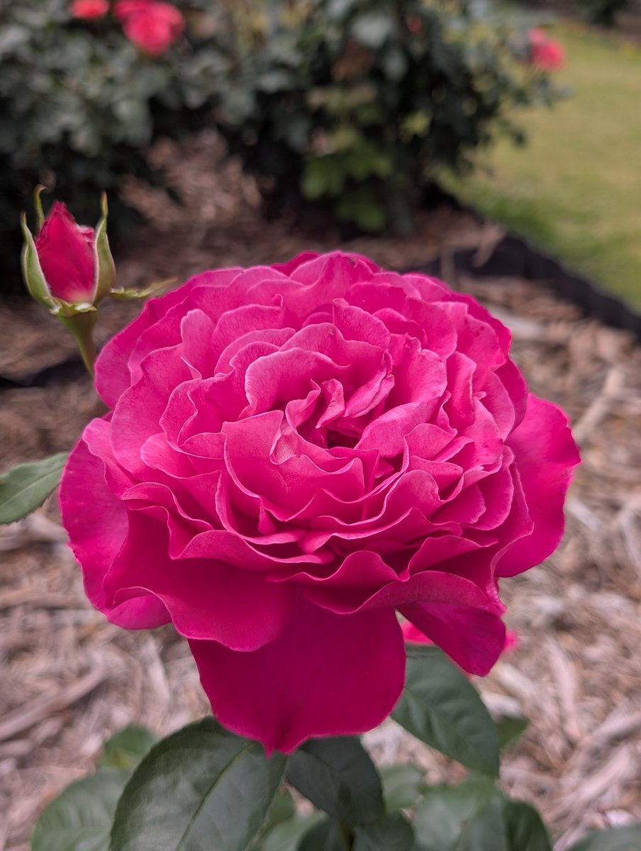 👸 🩷 薔薇（フランス） 王妃アントワネット 🦩 🩷 ローズピンクの