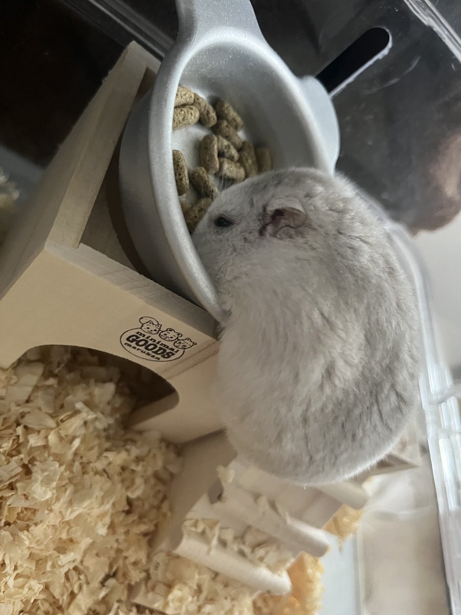 ganotamitage's tweet image. 飯の食べ方どうなってんの？
#今日のきなこ