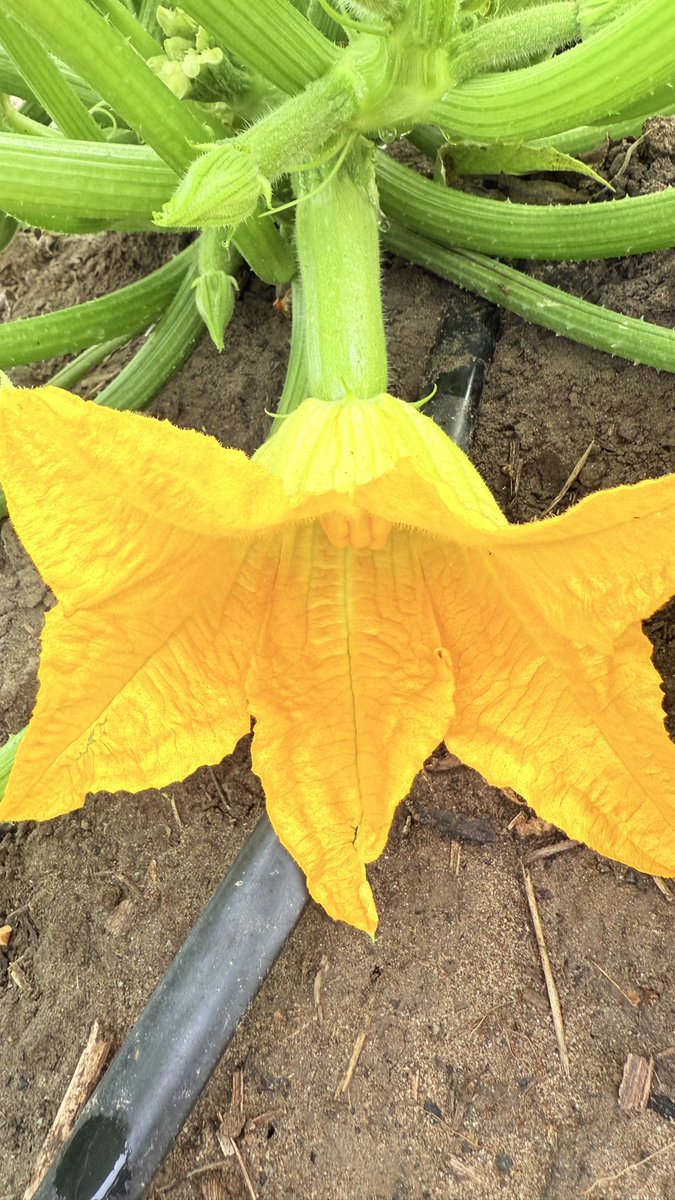Önce sıcaktan yandılar 3 gün gelemeyince. 

Sonra toparladılar derken güppp kırağı komple kavurdu. 

Sabırla bekledik ve şimdi kabak yemeği çeşitleri masada.

Onu da yapalım bunu da yapalım. 

Tozlayıcı zaten beleş her yer tozlayıcı.