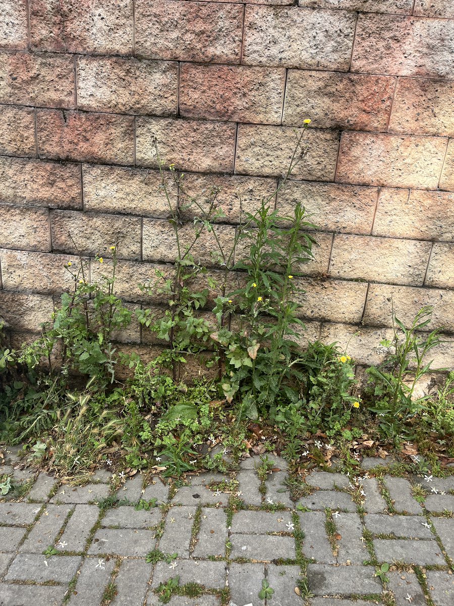 bsn439's tweet photo. @Basaksehir_Bld Keşke aynı özen Bahçeşehir e de gösterilseydi.kaldırımdaki otlar kocaman olmuşlar.içlerinde keneler var.bahçeşehir terk edilmiş bölge mi?Didim sokak ‘a bekleriz https://t.co/EvL90y4lEH