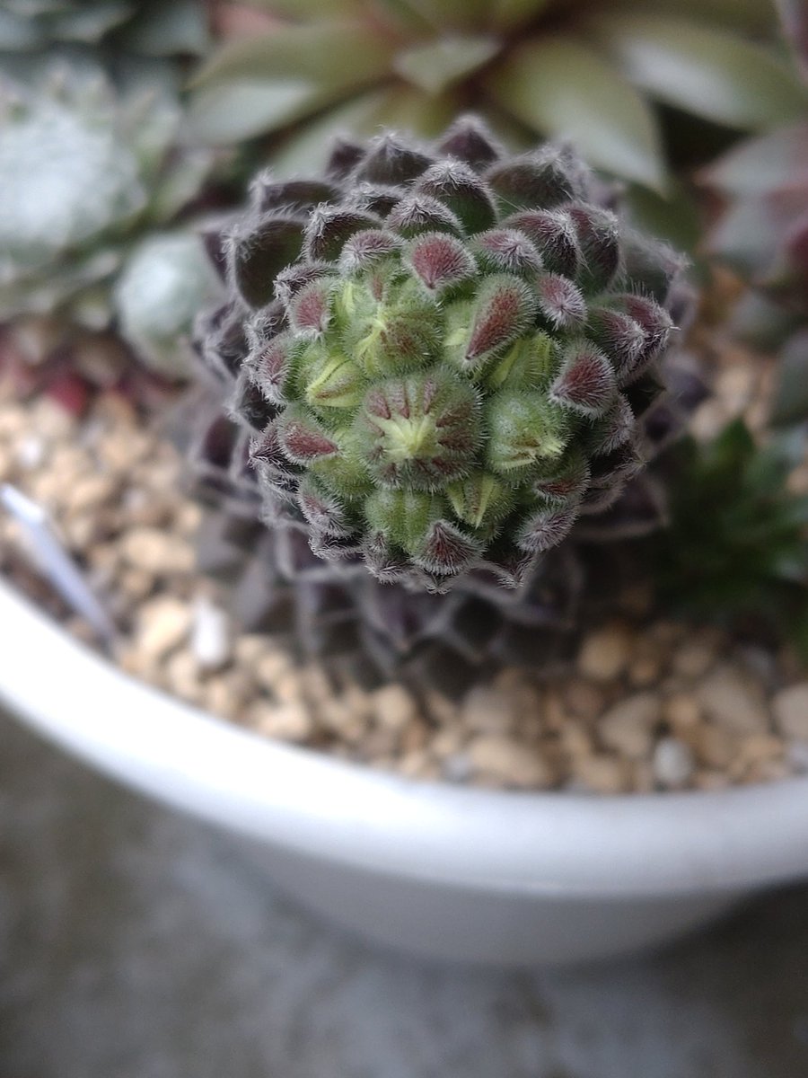 なんか…グロテスクに徒長してるなぁって思ったら花芽でした〜( ´△`) ｱｧ-