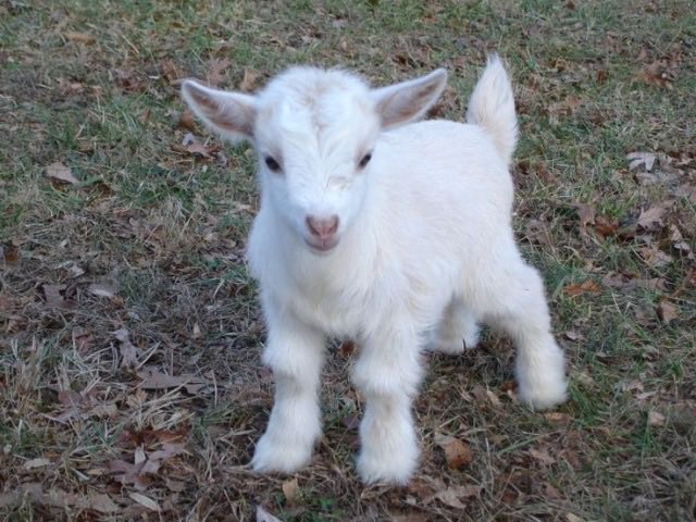kgthecricketguy's tweet photo. Bought a GOAT home today , Suggest some Names . https://t.co/17Ra5D7umq