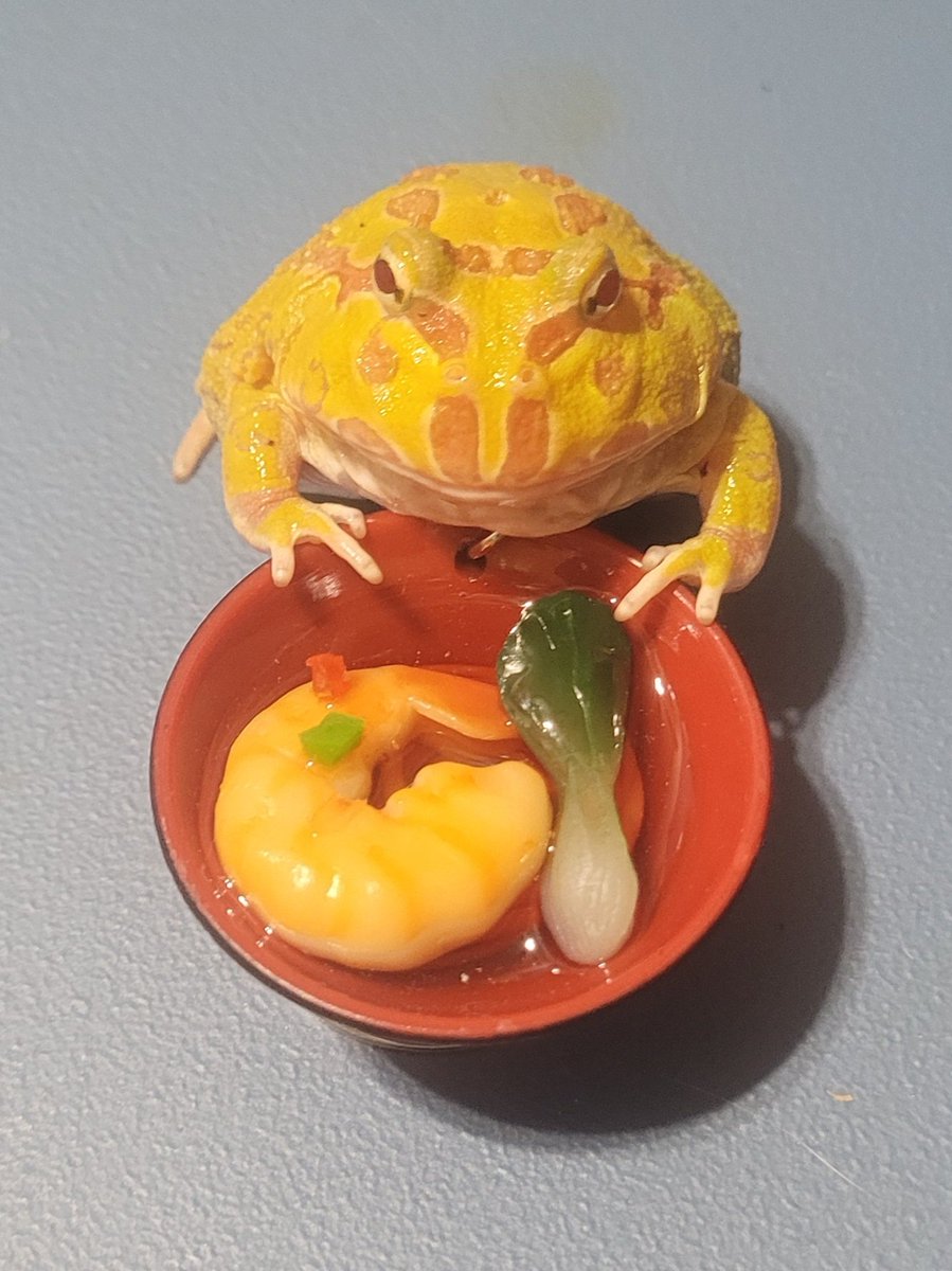 LiL_Lost_Lenore's tweet image. Mento brings you a bowl of shrimp ramen, enjoy. #mento #albinopacmanfrog #pacmanfrog #frog #shrimpramen #ramen #frogwithramen #frogs