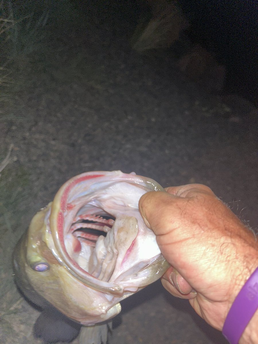 Pretty memorable nighttime whopper plopper bite!