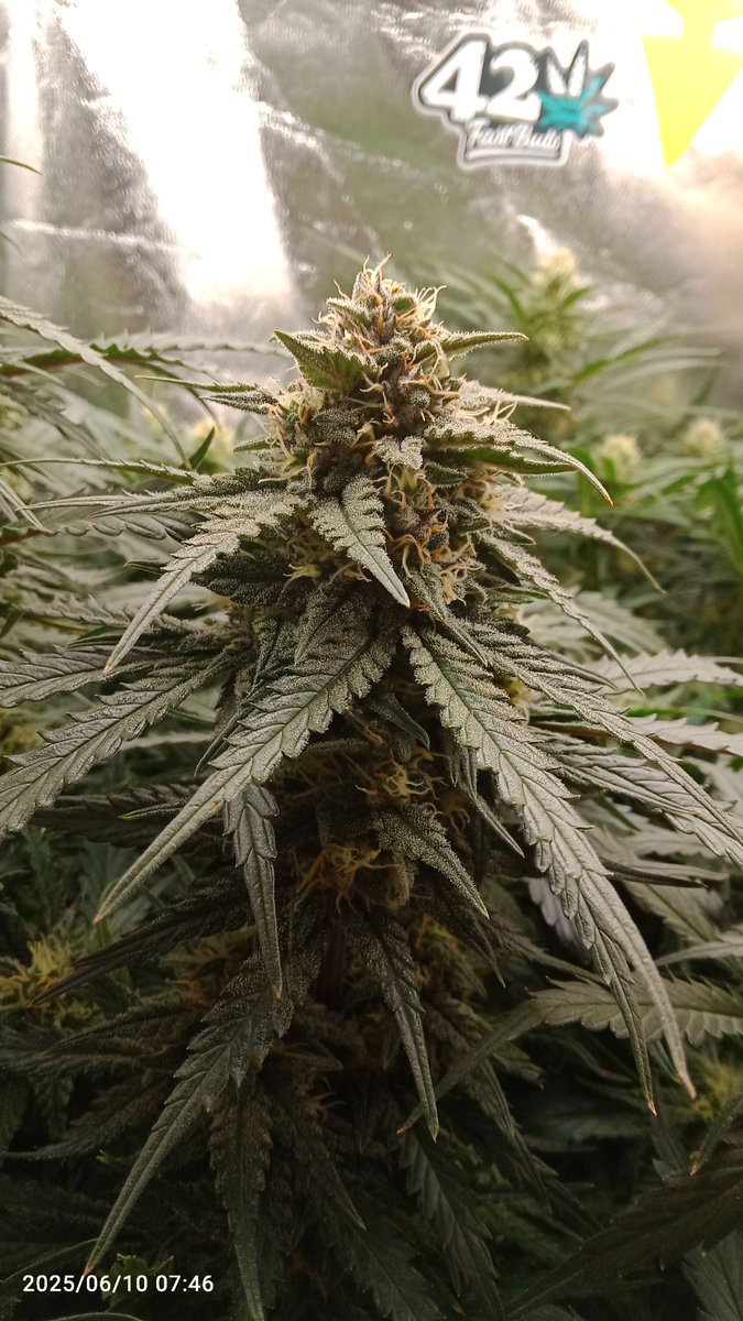 MacCheech (@maccheech1) on Twitter photo Guten Morgen Community 😁
Tag 56 der Chemdawg Auto von <a href="/Fast_Buds_De/">Fast Buds DE</a> im #420rudelgrow
RH ist gerade ein Thema aber nächste Woche wird es die Hitze sein. Hab die Dunkelphase in den Tag gezogen und der Rest, müssen wir dann sehen. Guten Morgen Community 😁
Tag 56 der Chemdawg Auto von <a href="/Fast_Buds_De/">Fast Buds DE</a> im #420rudelgrow
RH ist gerade ein Thema aber nächste Woche wird es die Hitze sein. Hab die Dunkelphase in den Tag gezogen und der Rest, müssen wir dann sehen.
