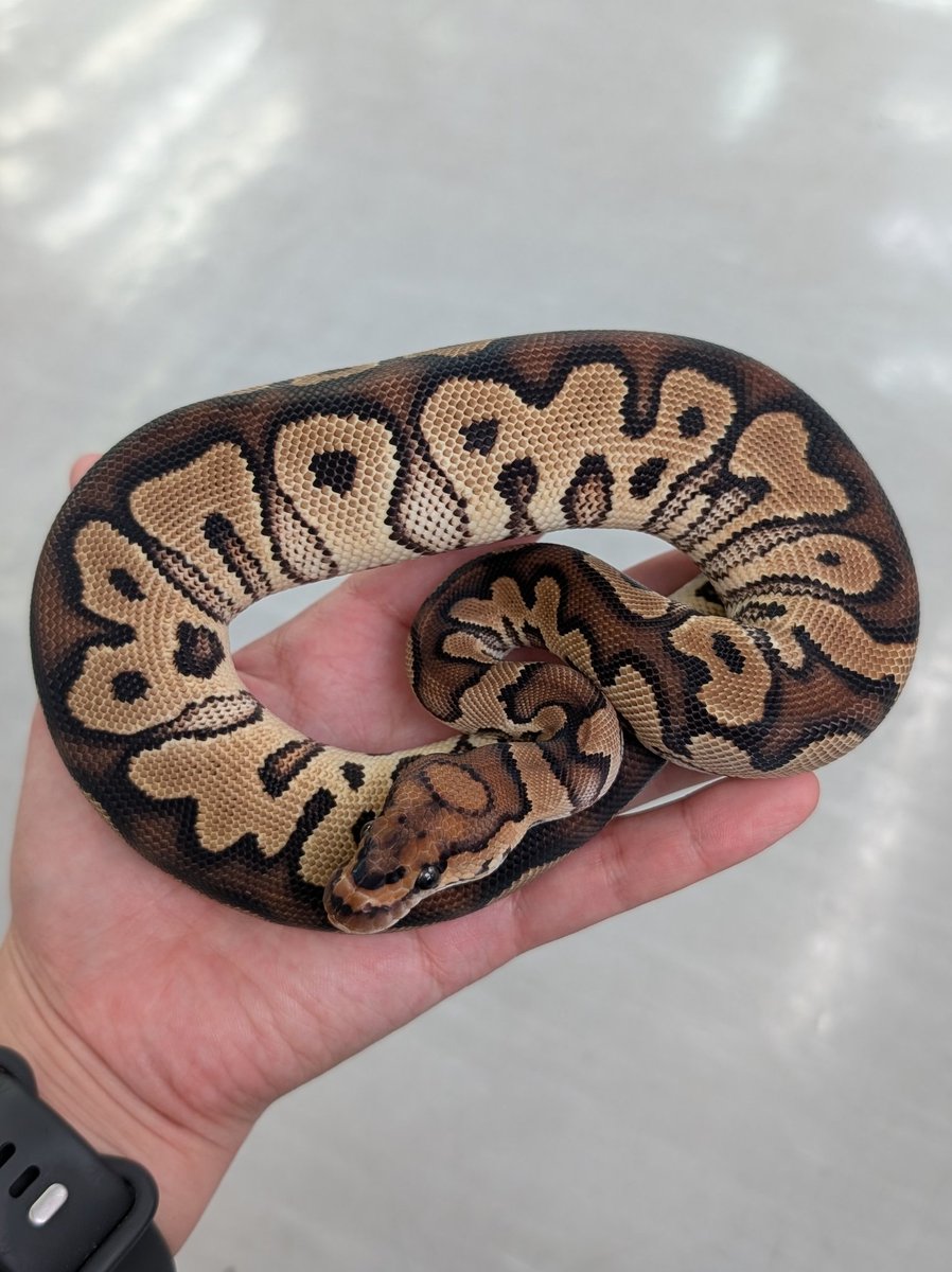在庫生体紹介！！】 ・ボールパイソン 