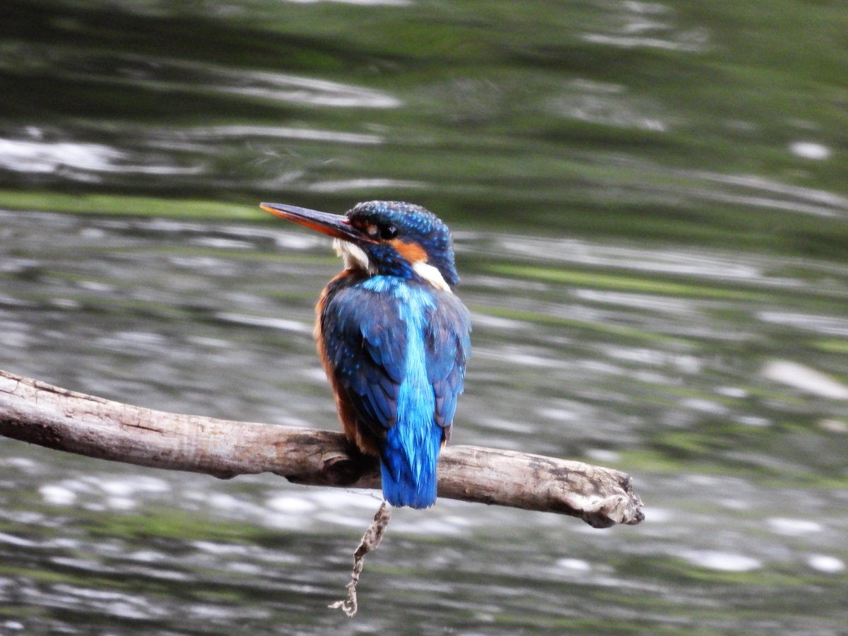 Brightening the morning gloom.

Female kingfisher down on the Lea.

#LondonBirds #nature #wildlife #kingfisher #kingfishers #riverlea #hackneymarshes <a href="/Natures_Voice/">RSPB</a> #hackney <a href="/LeeValleyPark/">Lee Valley Park</a>