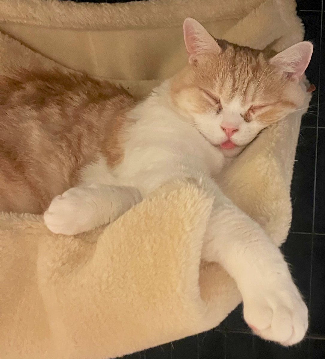 ドンジョン👅😹
