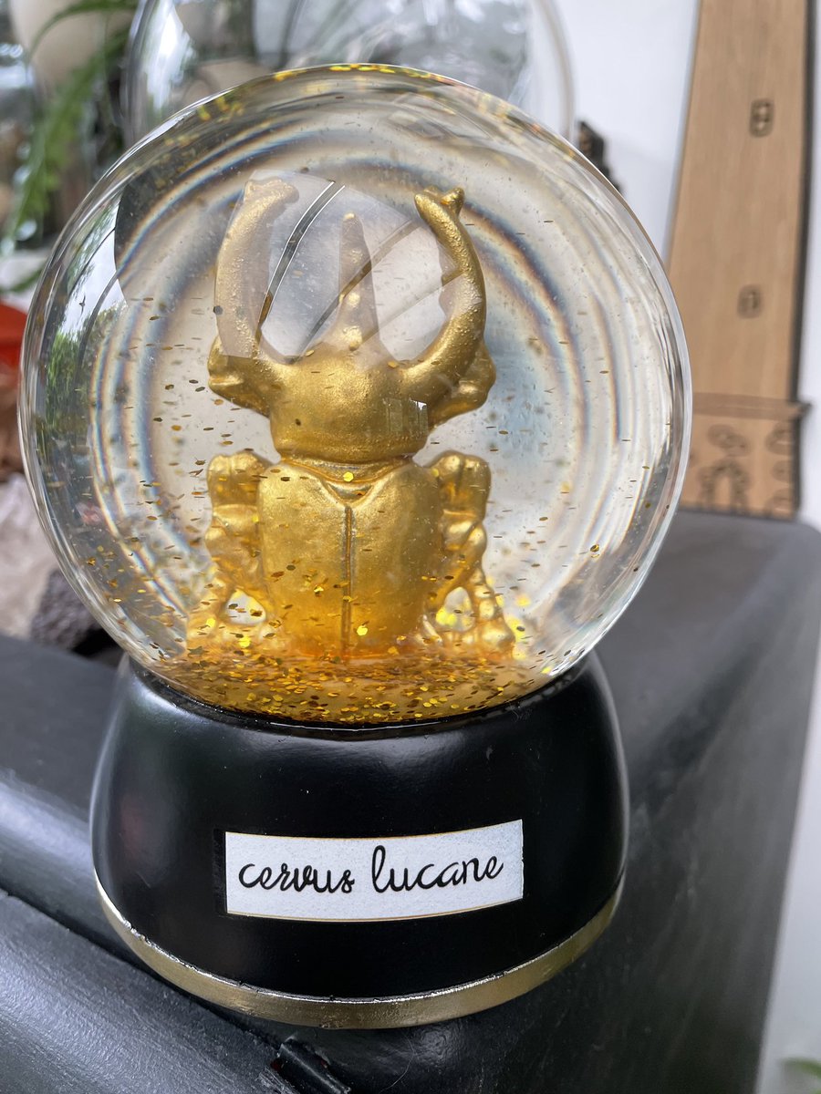 Vendredi a eu lieu la remise des prix pour les cabinets de curiosités créés par les élèves de 1ere HLP. Lilou C. a obtenu le plus de votes, suivie par Kiara B., Azzurra C. et Thalia P. Elles ont remporté quelques fossiles, Lilou emportant en plus le lucane d'or. #SFND #Lesneven