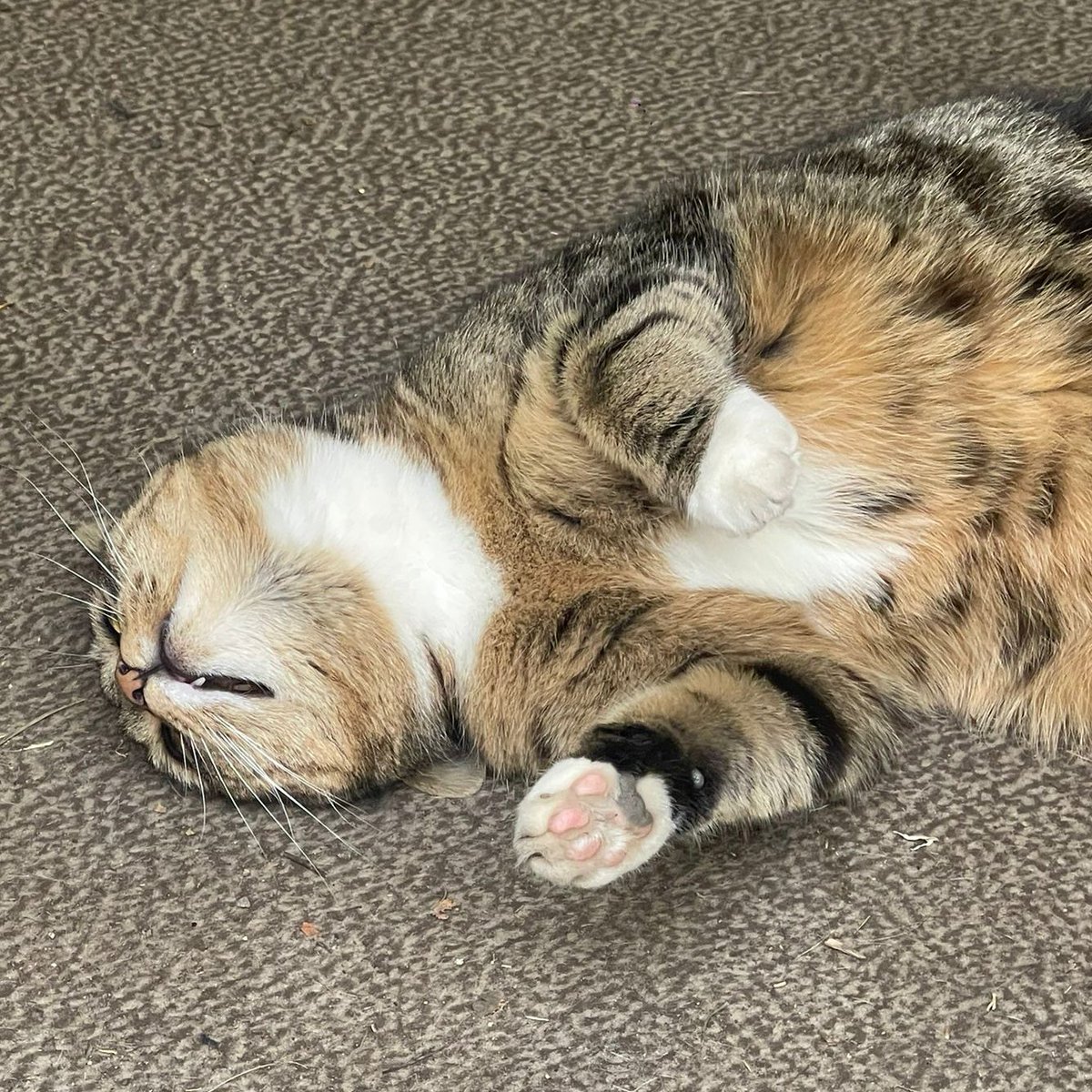 (Amanda) 
I think I look a bit silly in this photo that Pip took but Betty loves it. 

She says it makes me look soft and cuddly.

I suppose that's a good thing, isn't it?