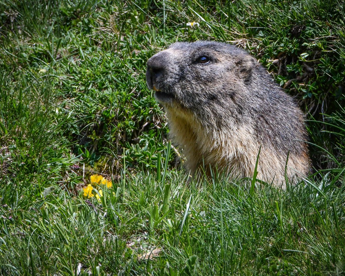 Una marmota treu el cap del seu cau tot vigilant-me per veure si represento una amenaça. Aprendre a mantenir una distància que faci que els diferents animals no fugin al voler fer-los fotos és part del que ensenyaré a uns quants socis d'AFOMONT  a finals de mes.

Bon dia!!!