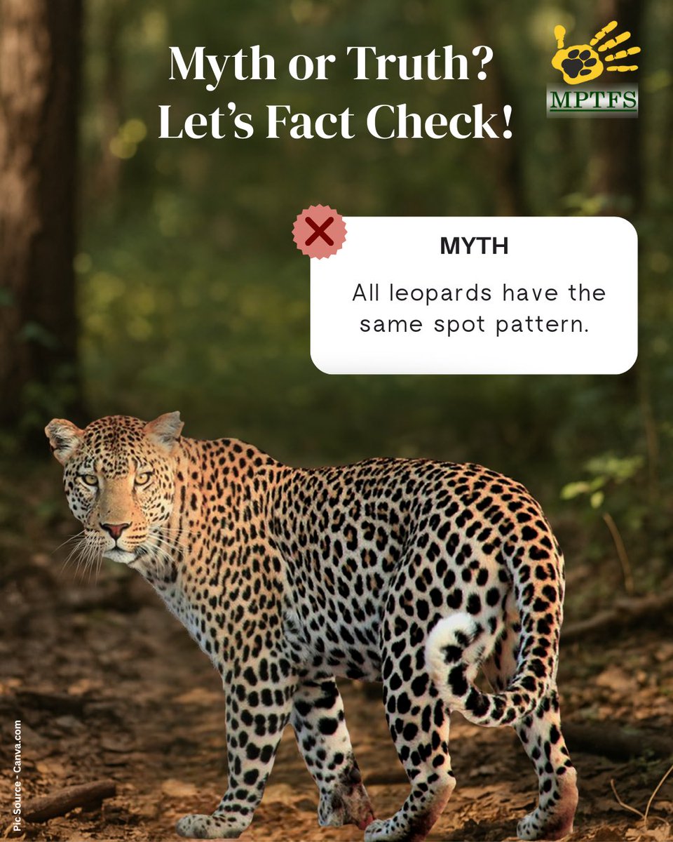 mptfs's tweet photo. Not all that’s believed is true. Let facts lead the way. ✅
#MythVsFact #WildlifeFacts #EcoMythsBusted #ConservationAwareness #NatureTruth https://t.co/B7gVbek4jK