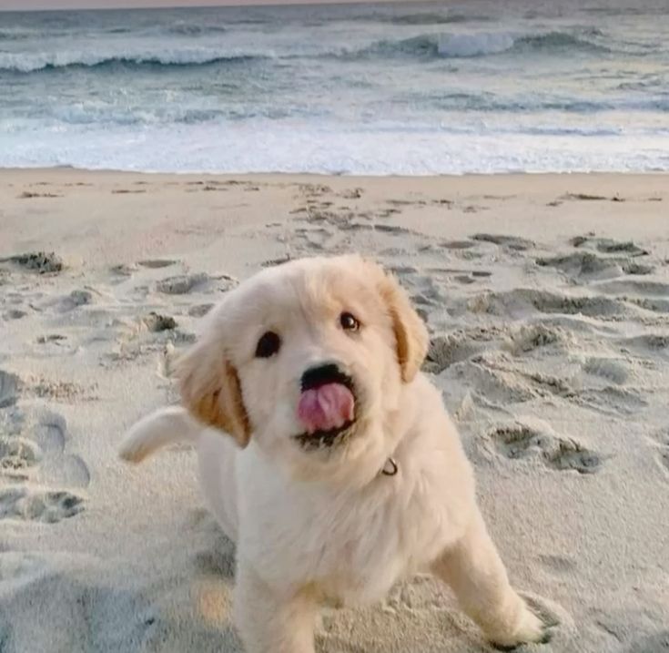 So cute puppy🐶🐶