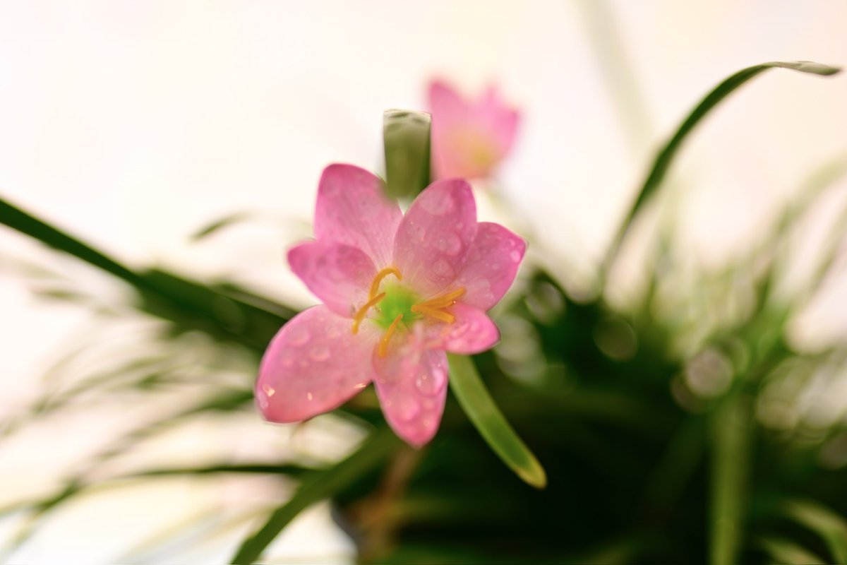 wildlife_sg's tweet photo. European centaury!! Macro shots of pink flower 🌸!!
#photograghy #Flowers #europeancentaury #pinkflower #nikonz8 #laowa https://t.co/cvlej3XAP8