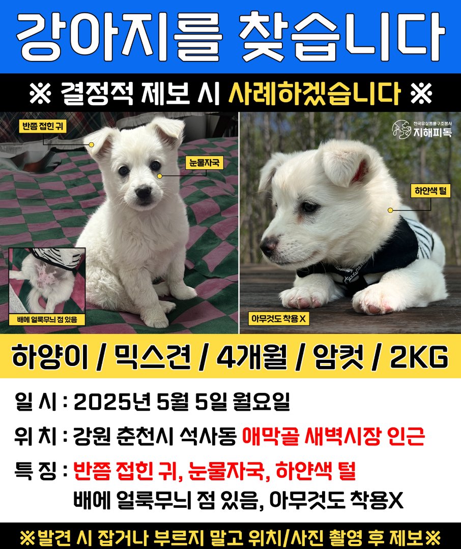 🆘 강원도 춘천시 | 강아지 하양이를 찾습니다 🆘

📅 유실일자 : 2025년 5월 5일
📍 유실위치 : 강원 춘천시 석사동 애마골 새벽시장 인근

4개월 된 아기 강아지 하양이를 찾고있습니다.
춘천에 거주하시거나, 가족이나 지인이 있으신 분들의 관심과 도움이 절실합니다.

비슷한 강아지 발견 시