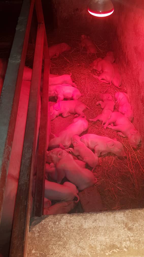 Swine production consultants tweet media