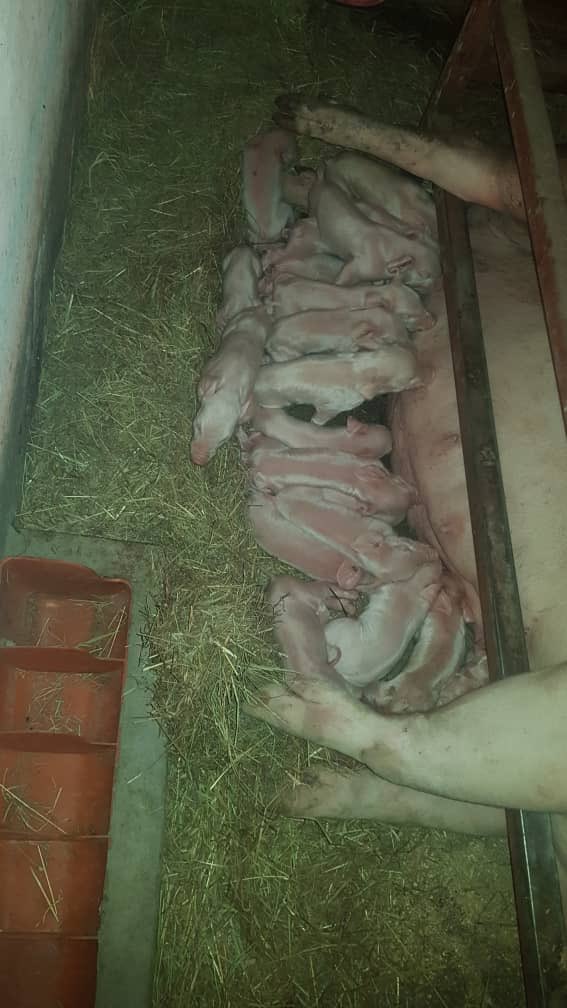 Swine production consultants tweet media