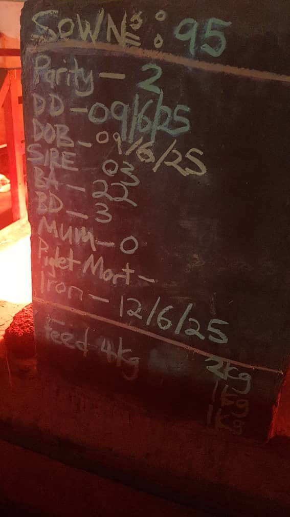 Swine production consultants tweet media