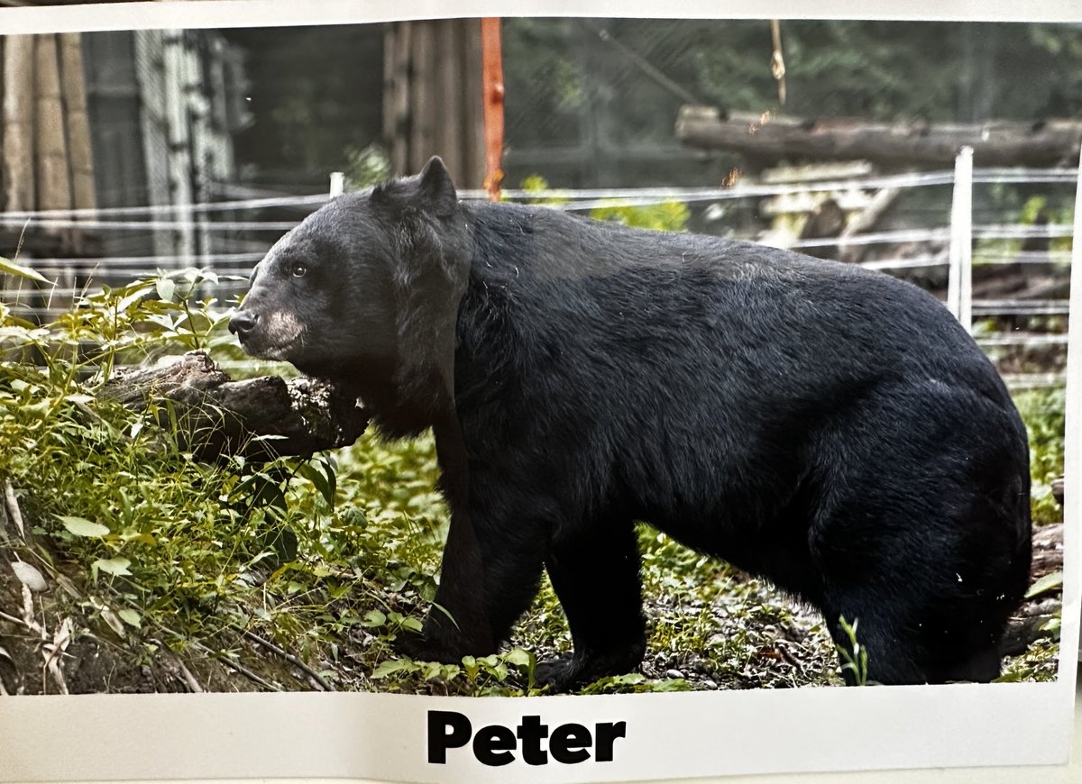 Peter Egan (@peteregan6) on Twitter photo Iβve just received the most wonderful update on Peter bear from #NikiWu China Bear & Vet Team Director β¦<a href="/AnimalsAsia/">Animals Asia</a>β© thank you Niki. I first met PB in 2012 a frightened & broken cub & look at him now a magnificent adult Great Work β¦<a href="/AnimalsAsia/">Animals Asia</a>β© my favourite charity. Iβve just received the most wonderful update on Peter bear from #NikiWu China Bear & Vet Team Director β¦<a href="/AnimalsAsia/">Animals Asia</a>β© thank you Niki. I first met PB in 2012 a frightened & broken cub & look at him now a magnificent adult Great Work β¦<a href="/AnimalsAsia/">Animals Asia</a>β© my favourite charity.