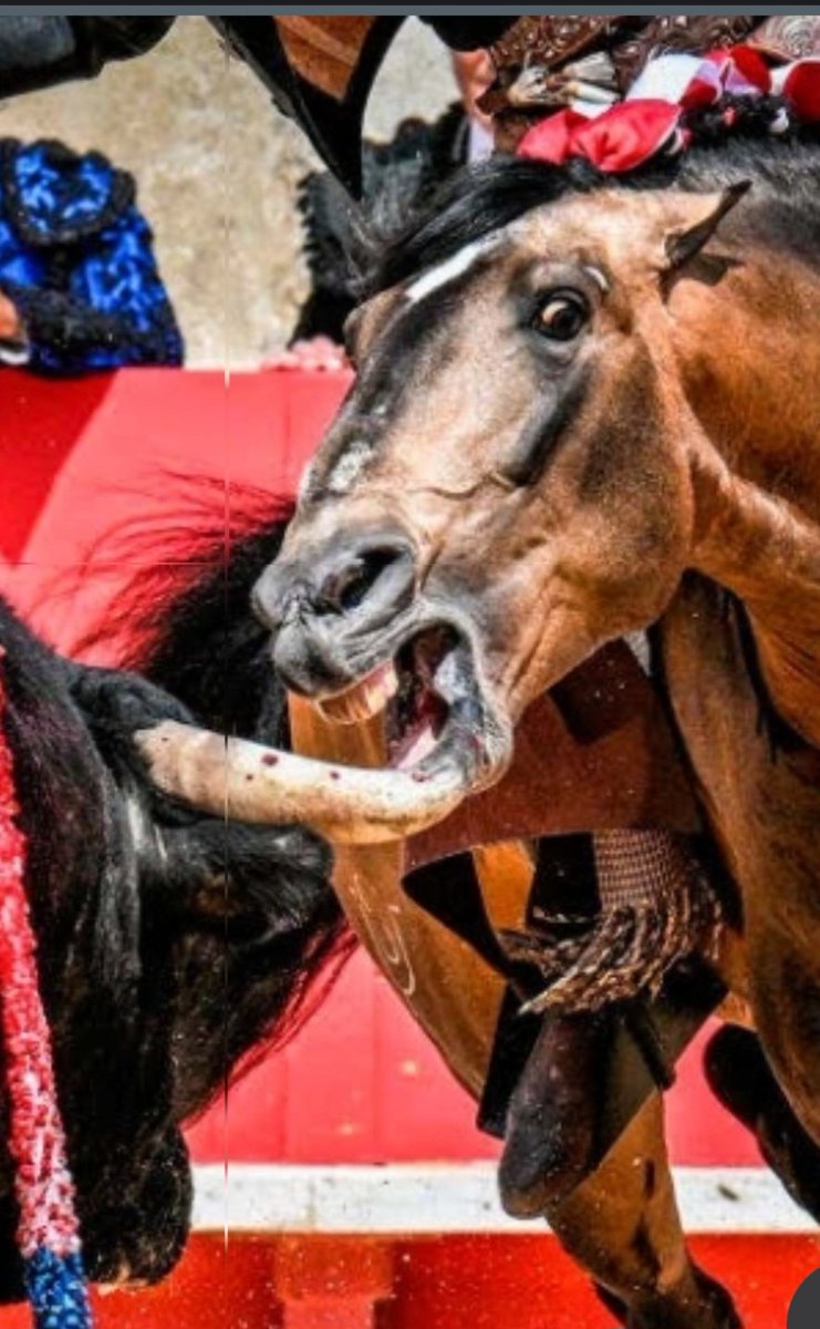 Comme c'est beau la corrida à cheval ! Comme c'est jouissif ! 
Et comme les taureaux massacrés  et les chevaux terrorisés, éventrés, c'est  excitant !
#stopcorrida 
<a href="/crac/">mic</a>