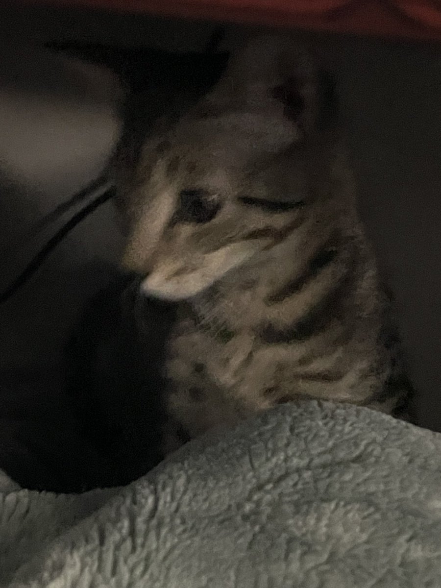 Meet Keurig “Alee” Albert Whisker