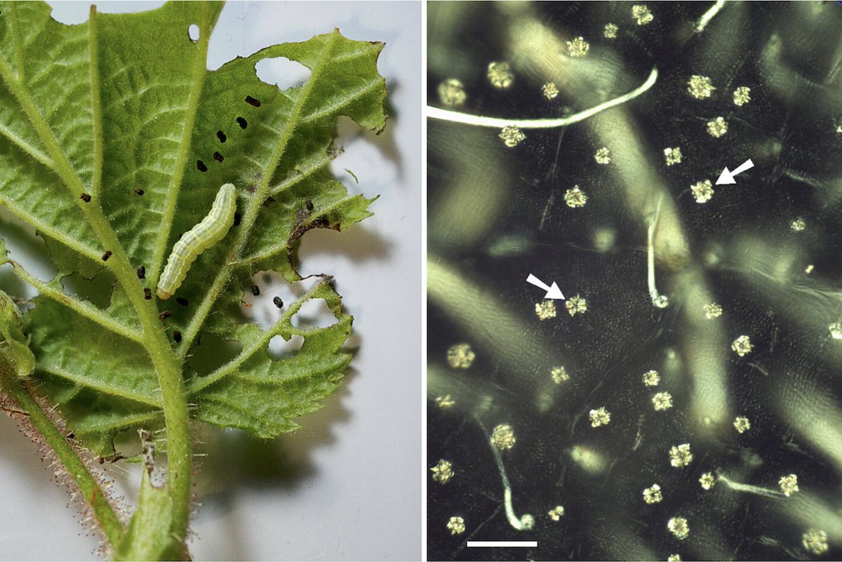 NOTES AND INSIGHTS
#OpenAccess
Calcium oxalate crystals of plant leaves pass through chewing invertebrate larvae virtually unchanged

Hans-Jürgen Ensikat et al
doi.org/10.1111/1442-1…

biomineralization/ caterpillars/ herbivory/ insects/ plant–animal-interaction