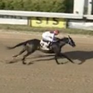 Eddie Woods Stables (@eddiewoods2yos) on Twitter photo #EddieWoodsStables grad WELCOMETOMYHOLIDAY (3f Quality Road / <a href="/LanesEndFarms/">Lane's End</a>) drew off to break her maiden by 5 lengths going 5 furlongs at <a href="/LouisianaDowns/">Louisiana Downs Racetrack & Casino</a>. Congrats!
b.<a href="/CoteauGrove/">Coteau Grove Farms</a>
o.#BlueRidgeRacing
t.<a href="/AlanKlanfer/">Alan Klanfer</a>
j.@EmanuelNieves52🇵🇷
REPLAY ▶️ bloodhorse.com/horse-racing/r…. #EddieWoodsStables grad WELCOMETOMYHOLIDAY (3f Quality Road / <a href="/LanesEndFarms/">Lane's End</a>) drew off to break her maiden by 5 lengths going 5 furlongs at <a href="/LouisianaDowns/">Louisiana Downs Racetrack & Casino</a>. Congrats!
b.<a href="/CoteauGrove/">Coteau Grove Farms</a>
o.#BlueRidgeRacing
t.<a href="/AlanKlanfer/">Alan Klanfer</a>
j.@EmanuelNieves52🇵🇷
REPLAY ▶️ bloodhorse.com/horse-racing/r….