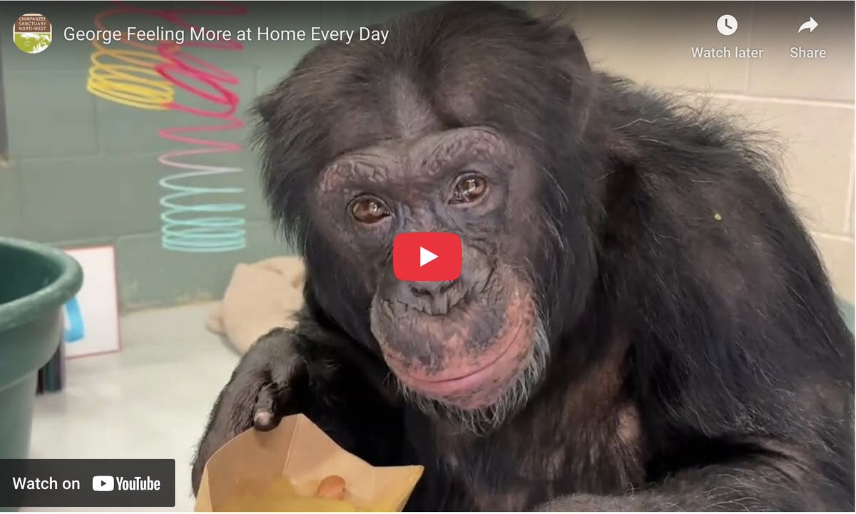 A New George Every Day -  chimpsnw.org/2025/06/a-new-…