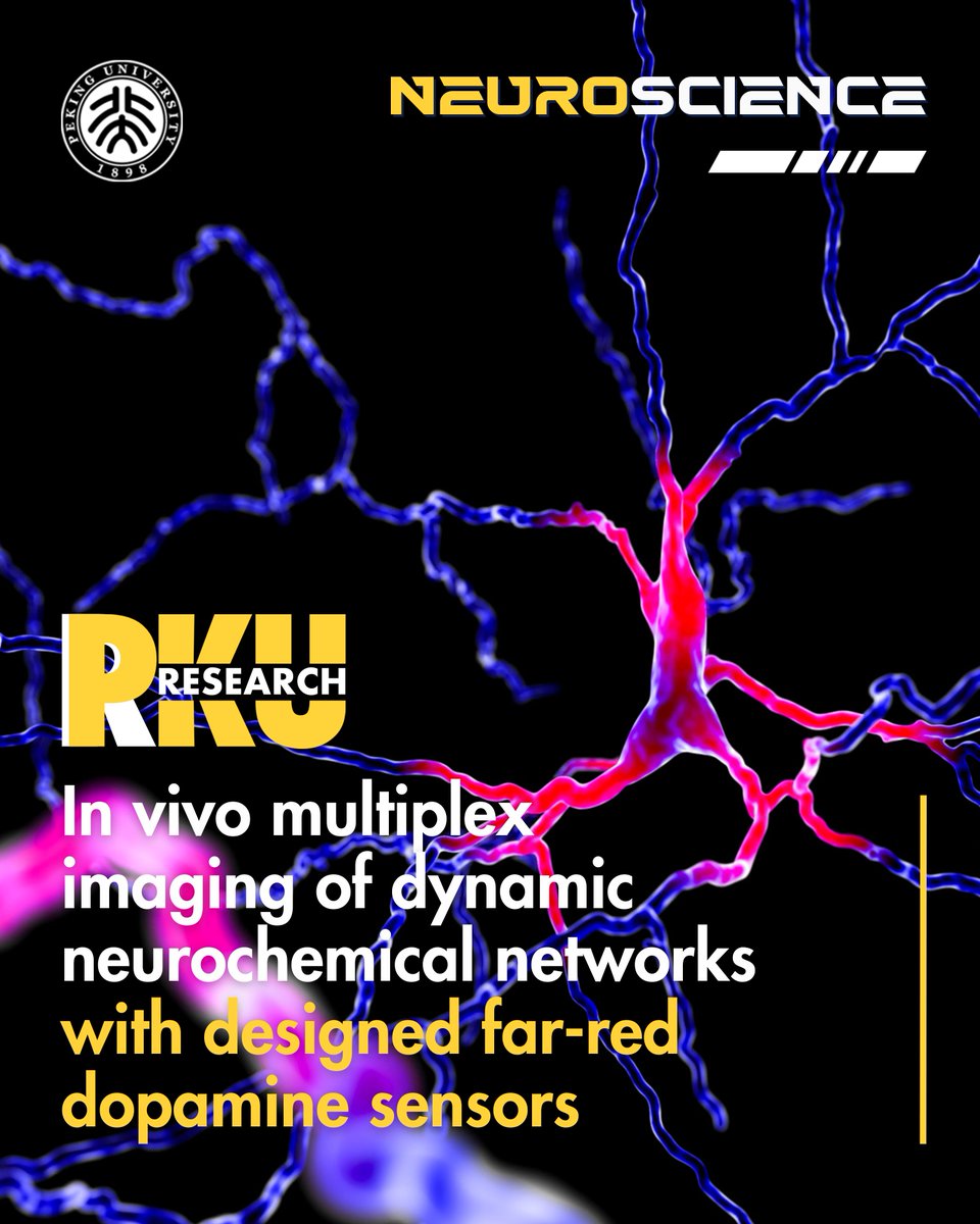 Peking University (@pku1898) on Twitter photo 🧠Imagine watching brain chemicals "talk" to each other in real-time!
#PKU's <a href="/yulonglilab/">Yulong Li Lab</a> and collaborators just achieved this breakthrough with HaloDA1.0, a genetically encoded far-red dopamine sensor.
Published in <a href="/ScienceMagazine/">Science Magazine</a>:
science.org/doi/10.1126/sc…
#PKUResearch 🧠Imagine watching brain chemicals "talk" to each other in real-time!
#PKU's <a href="/yulonglilab/">Yulong Li Lab</a> and collaborators just achieved this breakthrough with HaloDA1.0, a genetically encoded far-red dopamine sensor.
Published in <a href="/ScienceMagazine/">Science Magazine</a>:
science.org/doi/10.1126/sc…
#PKUResearch