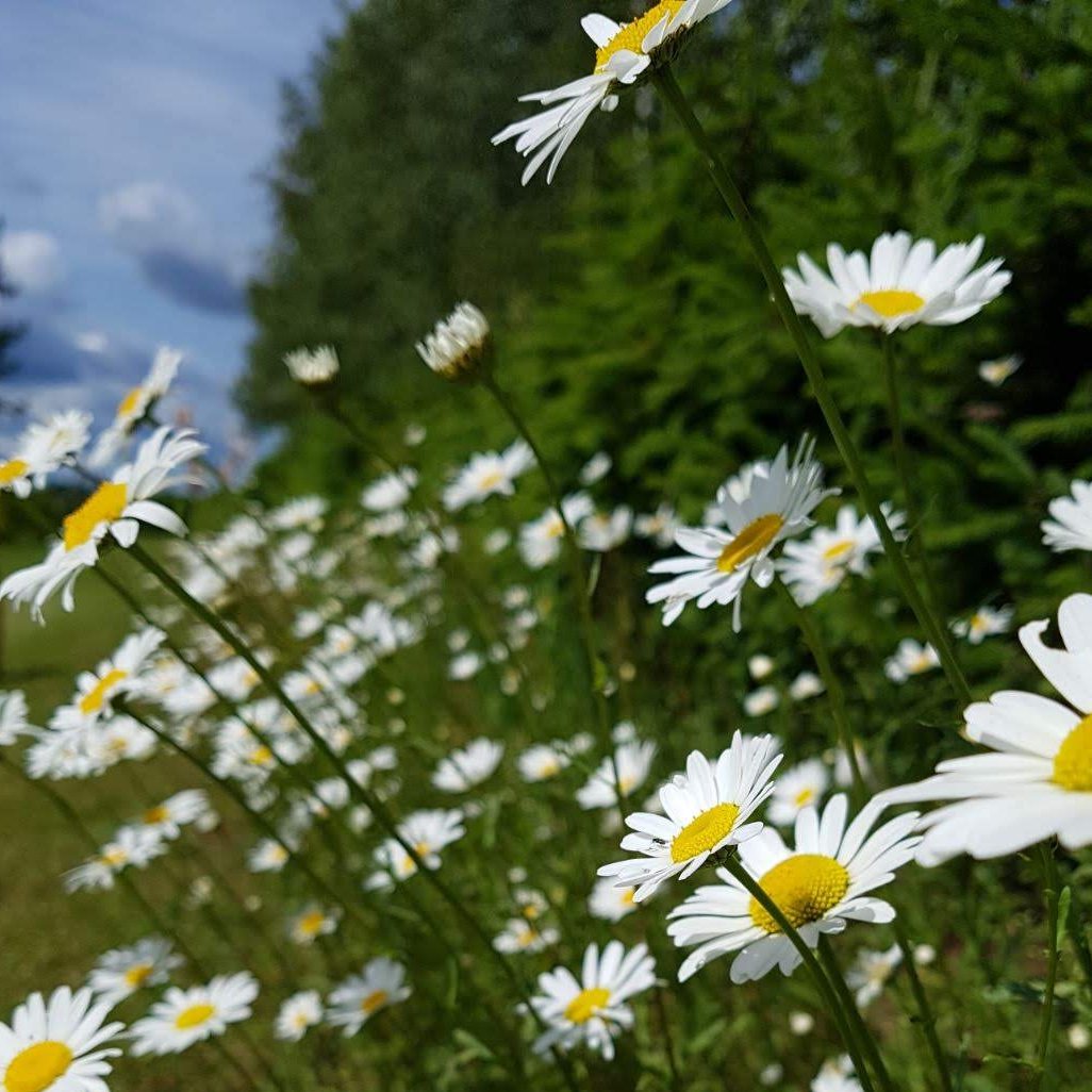 Labrīt! 
Otrdiena aizritēs ar mainīgu mākoņu daudzumu, dienas pirmajā pusē dažviet, bet sākot no pēcpusdienas daudzviet īslaicīgi līs. Pūtīs lēns līdz mērens vējš, maksimālā gaisa temperatūra būs +14...+19° robežās.