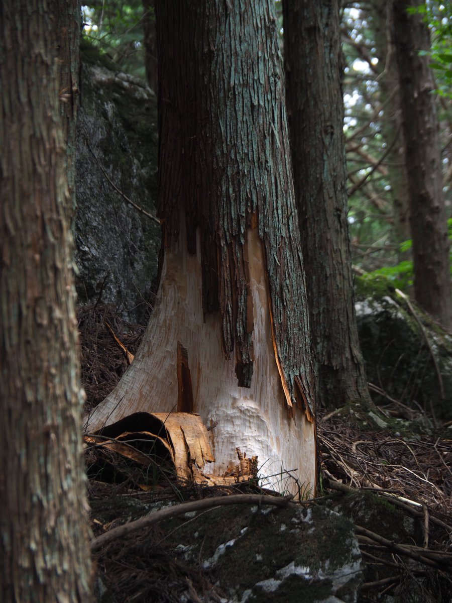 6/8の13時頃に御岳山内奥の院口トイレ周辺で、ツキノワグマの目撃情報