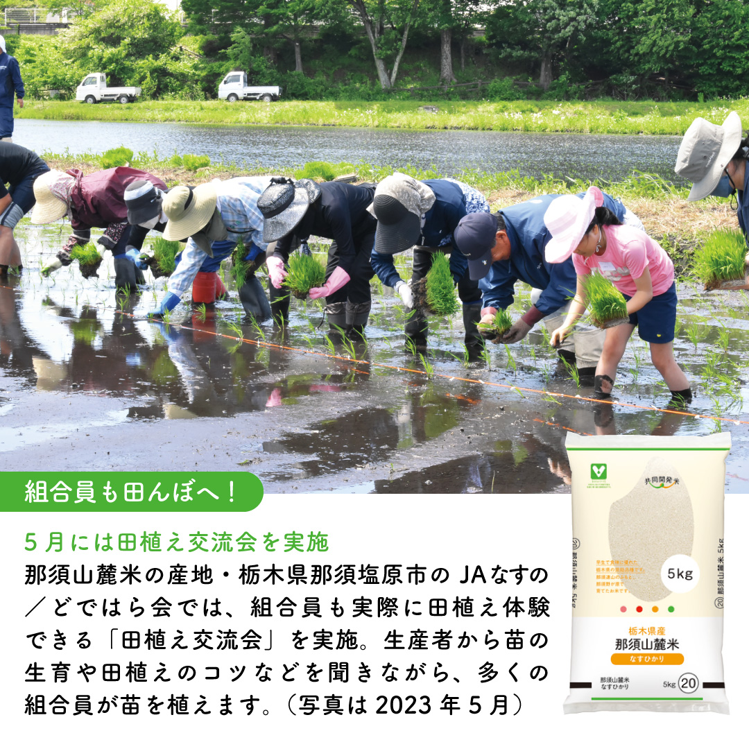 seikatsu_club's tweet photo. 【生活クラブ生協の活動レポート】
産地から組合員にお米が届くまで！ 共同開発米の9ヶ月
今年も田植えのシーズンを迎えました

生活クラブのお米は大幅な利用増加のため、現在注文を休止していますが、共同開発米をつくる産地では今年の秋の出荷に向けた米づくりがすすんでいます。5～6月上旬には、無事に田植えのシーズンを迎えました。

お米は日本人の食生活に欠かせない主食です。つくるためには八十八の手間がかかるとも言われています。生産者は、春の訪れとともに田んぼを耕したり、苗を育てたりと、準備を開始。

育てた苗を植えたあとには暑い中での草取りや水の管理に追われ、秋になる頃ようやく収穫をむかえます。一年に一度しか収穫できないため、組合員と生産者は持続可能な生産と消費をめざし、品種や農法、食べる量や価格まで何度も話しあいを重ねながら、ともに米づくりをしています。

▼記事全文はこちらからご覧ください。
https://t.co/LerwRX0lEX

#生活クラブ #活動レポート #お米 #共同開発米 #米づくり #田植え #稲作 #田んぼ #特別栽培米 #農家 #主食 #持続可能 #生産者 #国産 #国内自給 #自給率 #生活クラブ #生協 #宅配 #食の安全