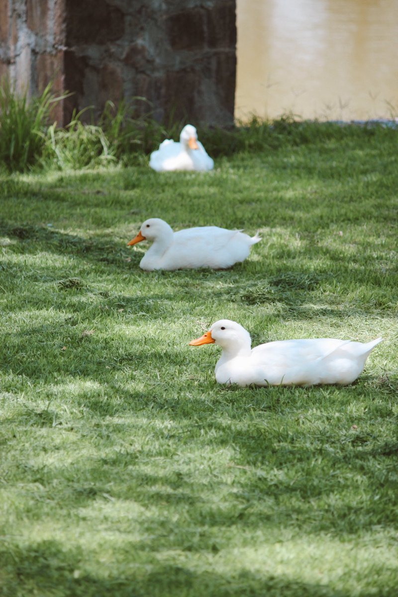 montsenava7's tweet photo. Me podría dedicar a fotografiar patos sin problema🦆🤍 https://t.co/Z0lUGXDof2