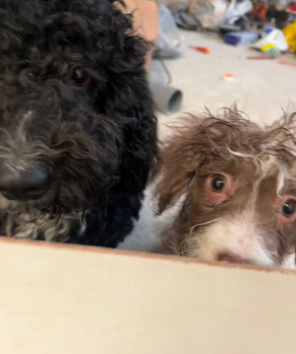 __SusanG's tweet photo. La vida con dos bebés chiquitos 🥹🐕‍🦺🦮 https://t.co/ZgEAVDRxJK