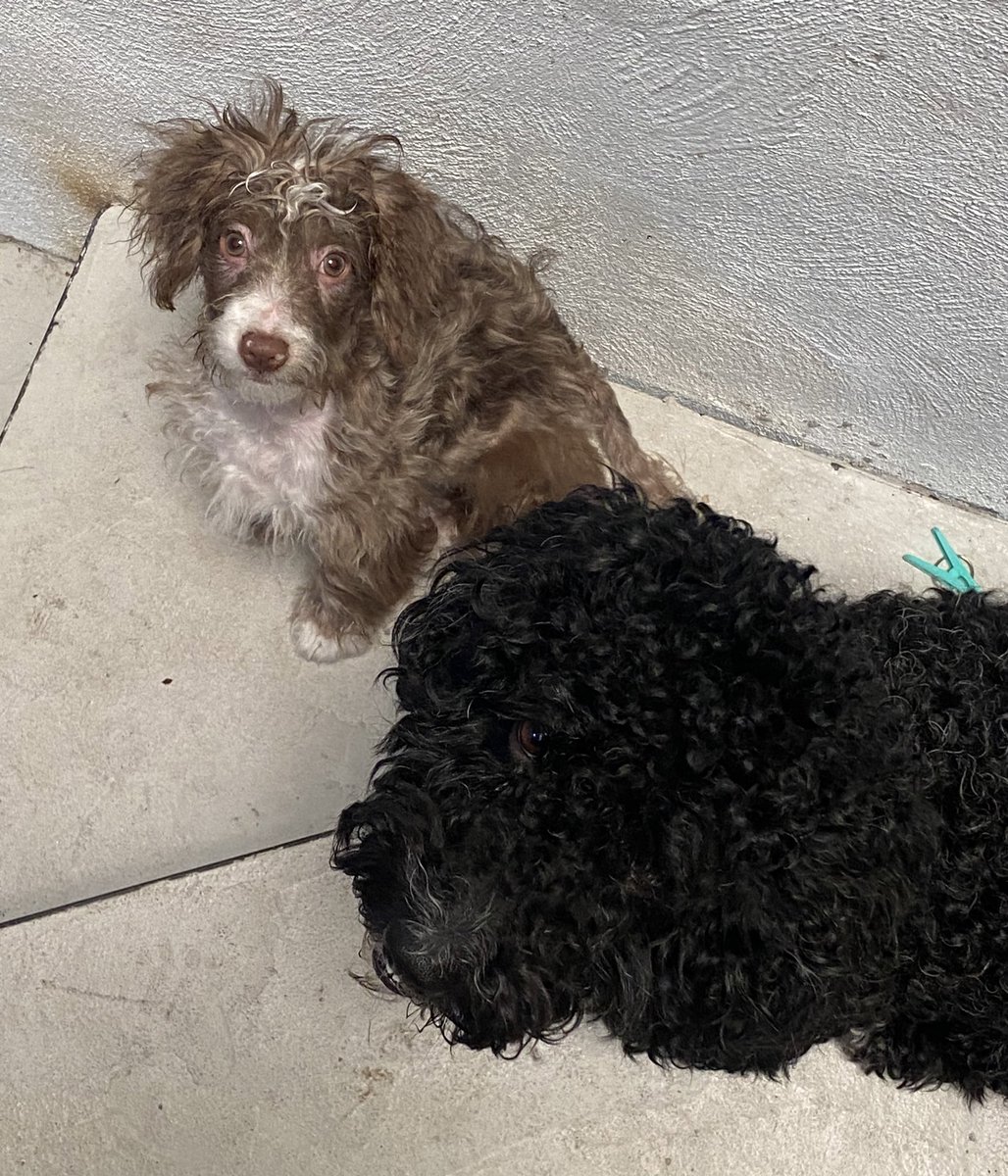 __SusanG's tweet photo. La vida con dos bebés chiquitos 🥹🐕‍🦺🦮 https://t.co/ZgEAVDRxJK