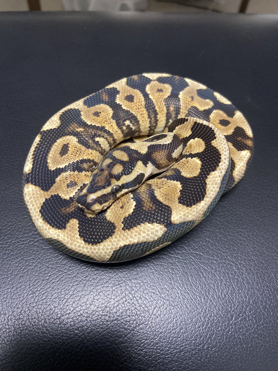 Pine_BallPython's tweet image. ãã®éãŠãã«æ¥ãŠåã®è±ç®ããðâš
ãã£ã¡ã綺éºã«ãªã£ãð¥ºðððð
ããŒã«ã£ãŠã»ããŸæé«