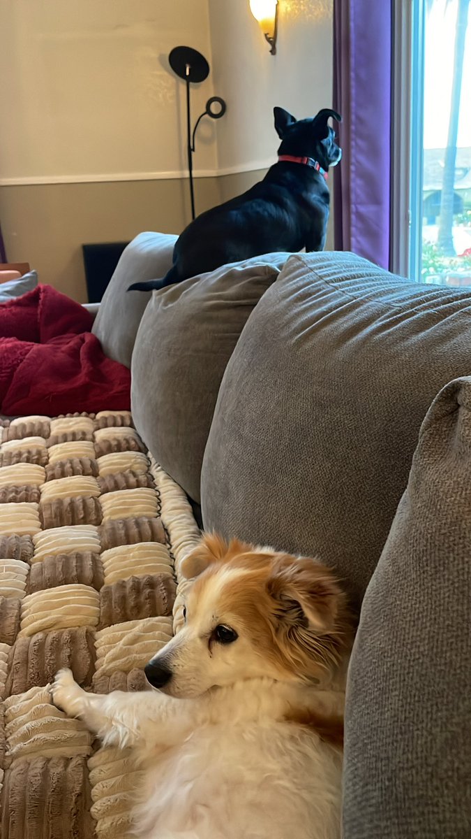 Thank you for all the good wishes, energy and prayers. Heart murmur is degenerative valve disease but it’s only level 1, so nothing needed except a lower fat diet. Jasper went 10 days without a seizure but had two today. We’ll keep posting updates. ❤️