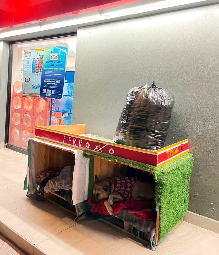 DiloConPerritos's tweet image. Empleados de @Tiendas_OXXO en San Luis Potosí 🇲🇽 ponen casita y comida para perritos callejeros afuera de la tienda.