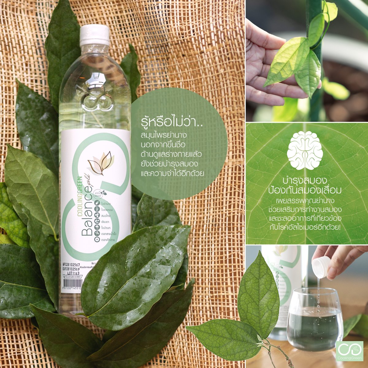 ย่านางมีประโยชน์มากกว่าที่เราทราบกัน! งานวิจัยล่าสุดเผยศักยภาพของย่านางด้านการบำรุงสมอง และชะลออาการความจำเสื่อม รวมถึงอาการที่เกี่ยวข้องกับโรคอัลไซเมอร์อีกด้วย! 🧠

งานวิจัยล่าสุดพบว่า สารสกัดใบย่านางสามารถ:
✅ เสริมการทำงานของสมองด้านการรับรู้ การตัดสินใจและด้านความจำ
✅