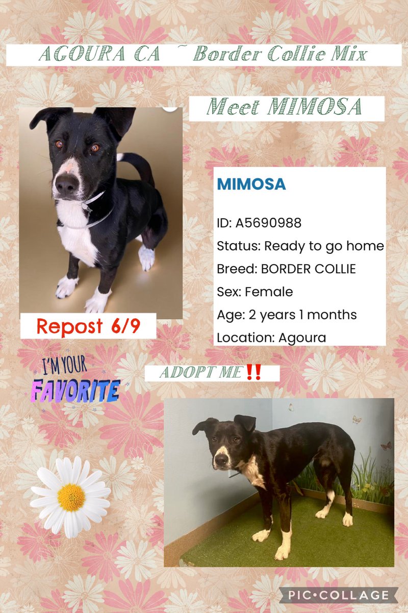 Sarah jane Gillespie (@sarahjanegille1) on Twitter photo Both these Dogs are <a href="/AgouraAnimals/">AdoptMeAgouraAnimals</a> Meet Dennis #A5697110 & Mimosa #A5690988 both came from Lancaster & believed in them to stay alive so please 🙏 help #REPOST #RESHARE to save them before they disappear quietly’😞 URGENCY ‼️🙏 Both these Dogs are <a href="/AgouraAnimals/">AdoptMeAgouraAnimals</a> Meet Dennis #A5697110 & Mimosa #A5690988 both came from Lancaster & believed in them to stay alive so please 🙏 help #REPOST #RESHARE to save them before they disappear quietly’😞 URGENCY ‼️🙏