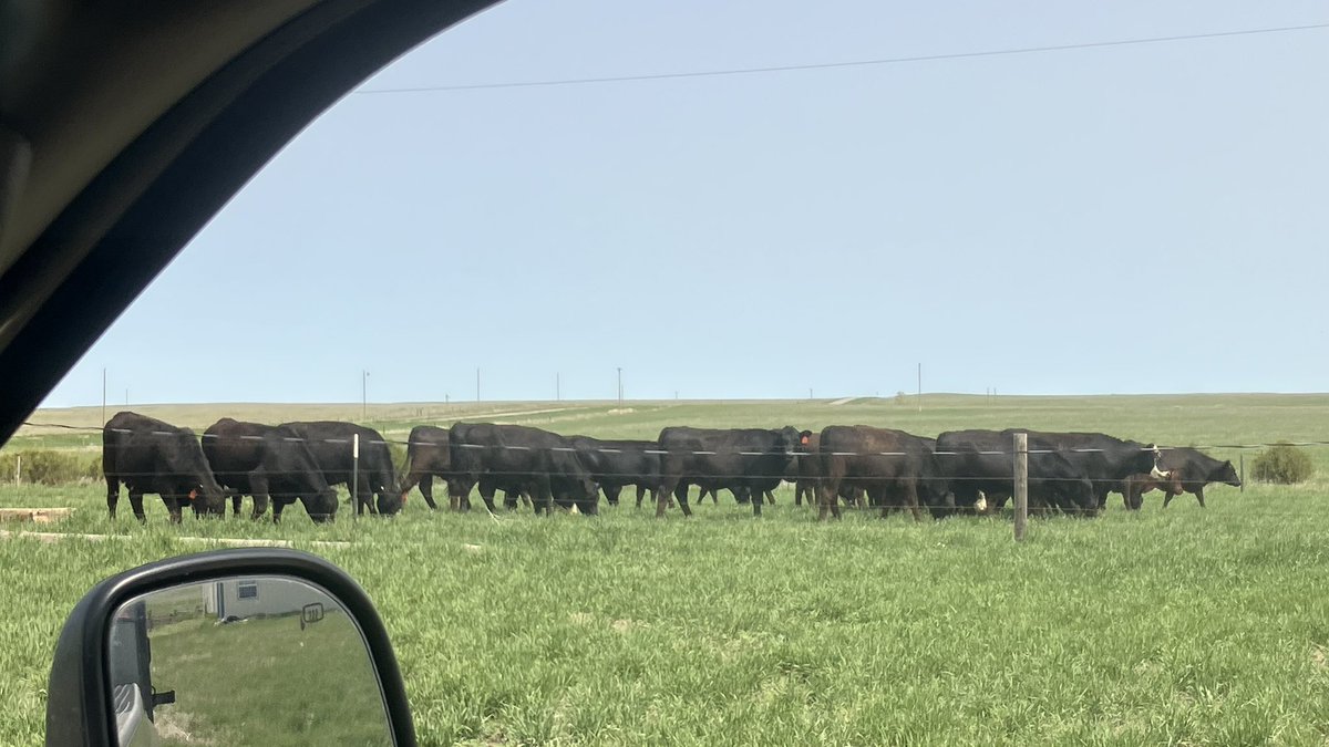 LyleB86419's tweet image. Well we got the cows and replacement heifers up to summer grass. I keep some of the cows in the valley on irrigated grass but most go north to Sioux county and the best grass in Nebraska