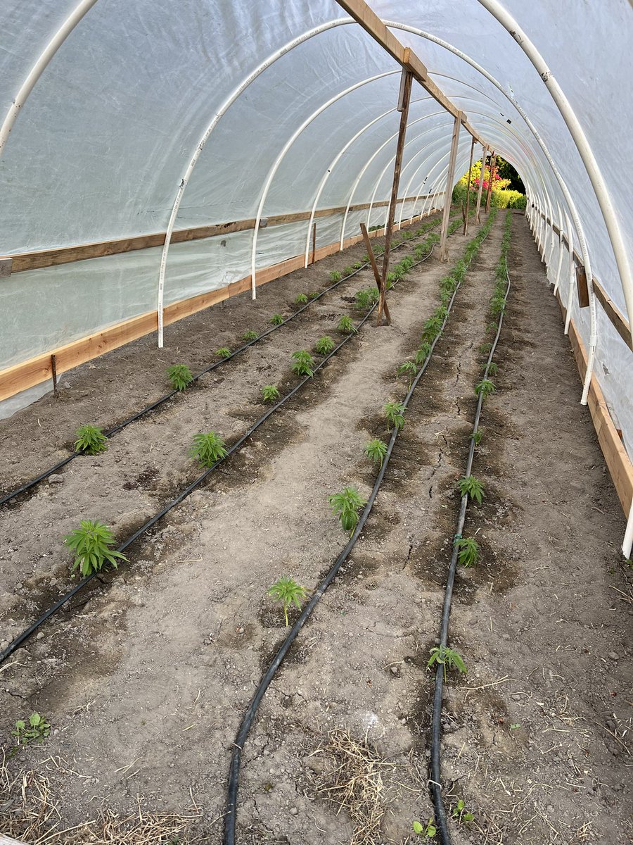 GalacticFarmer1's tweet image. We are all planted and irrigation is setup! We will be coming in hot with that fyah in August! OG Kusk, Ogre Kush, Pink Cookies, Lemon Cherry Gelato, and our flagship cultivar bred on farm, Space Cowboy! All organically grown with certified regenerative practices. We grow in…